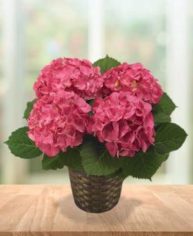 Make Mom Happy Hydrangea