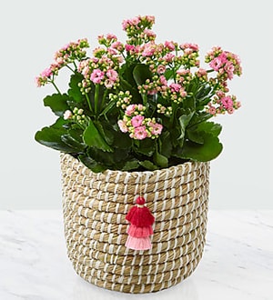Mom = Love Mother's Day Kalanchoe