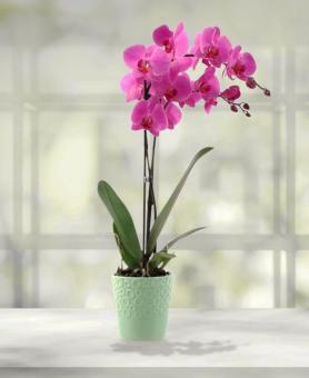 Orchid Planter