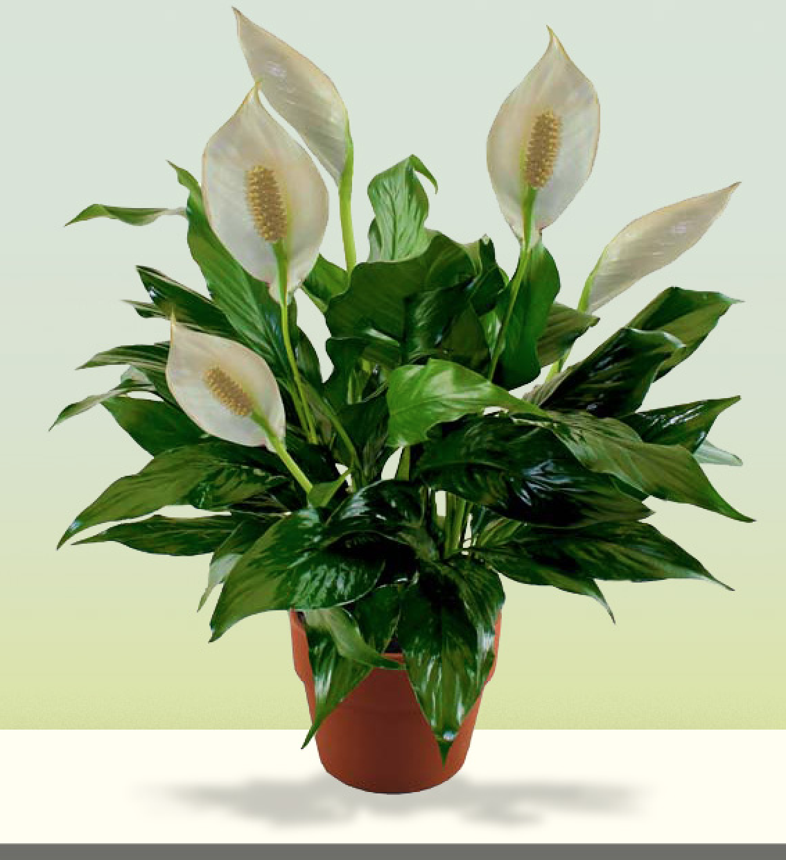 Спатифиллум форум. Спатифиллум (Peace Lily). Спатифиллум Уоллиса (Spathiphyllum wallisii). Белокрыльник спатифиллум.