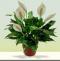 Peace Lily Plant