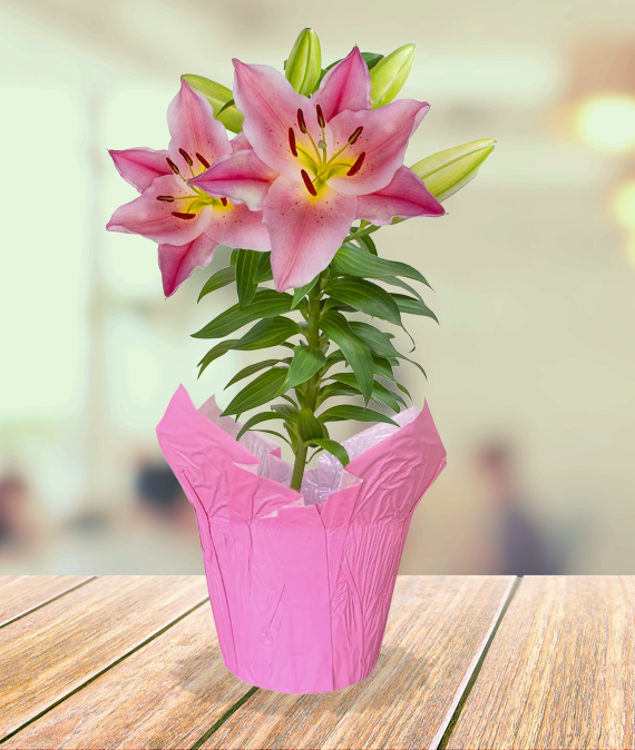 Pink Lily Plant