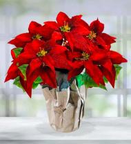 Red Poinsettia Plant