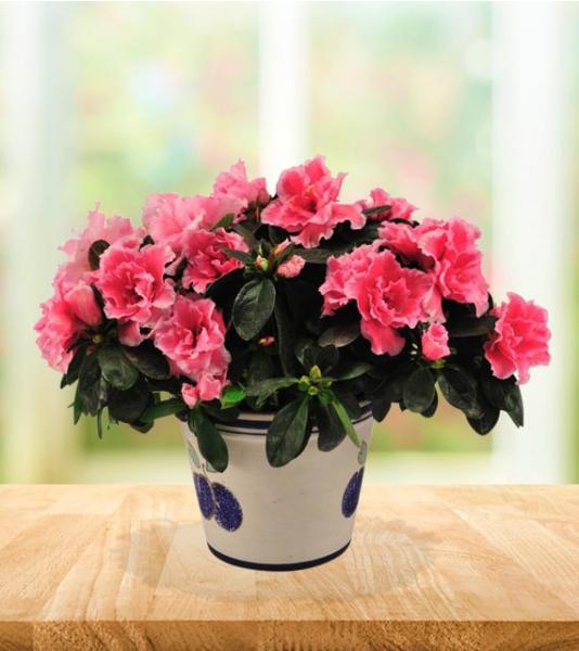 Pink Azalea Plant - Deluxe