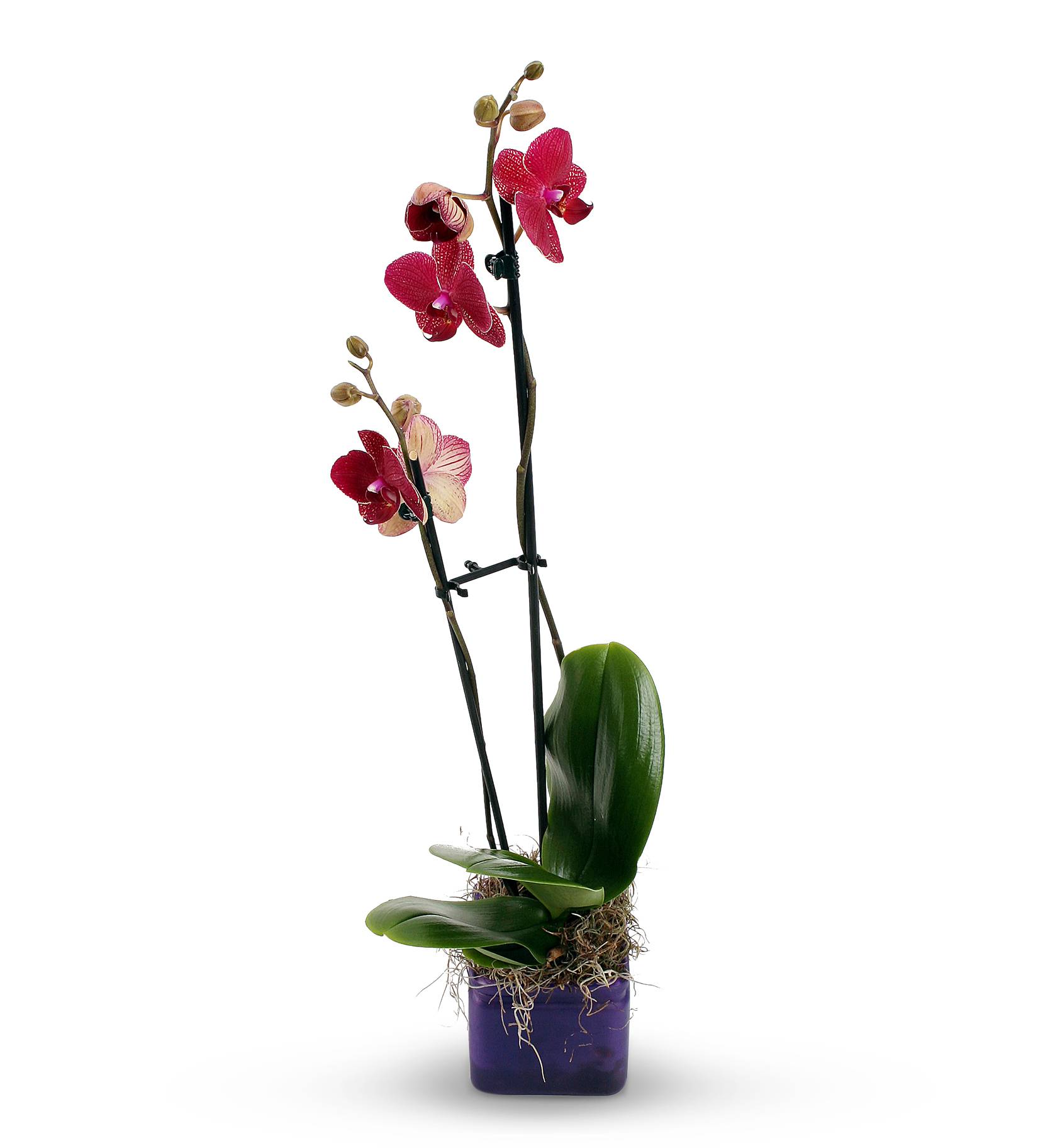 Red Orchid Plant