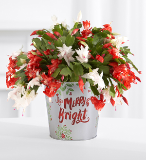 Red & White Christmas Cactus