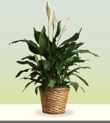 Spathiphyllum in a Basket