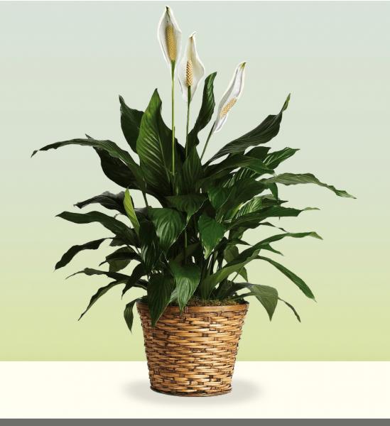 Spathiphyllum Basket