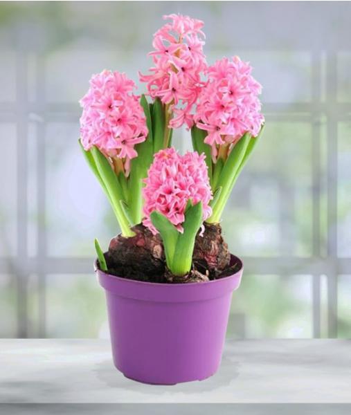 Spring Hyacinth Plant