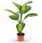 Sympathy Dieffenbachia Plant