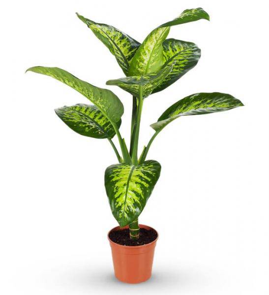 Green Sympathy Plant