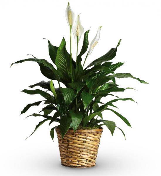 Sympathy Peace Lily In A Basket