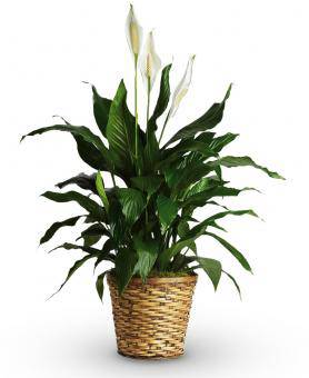 Sympathy Spathiphyllum