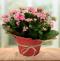 Vibrant Kalanchoe Planter