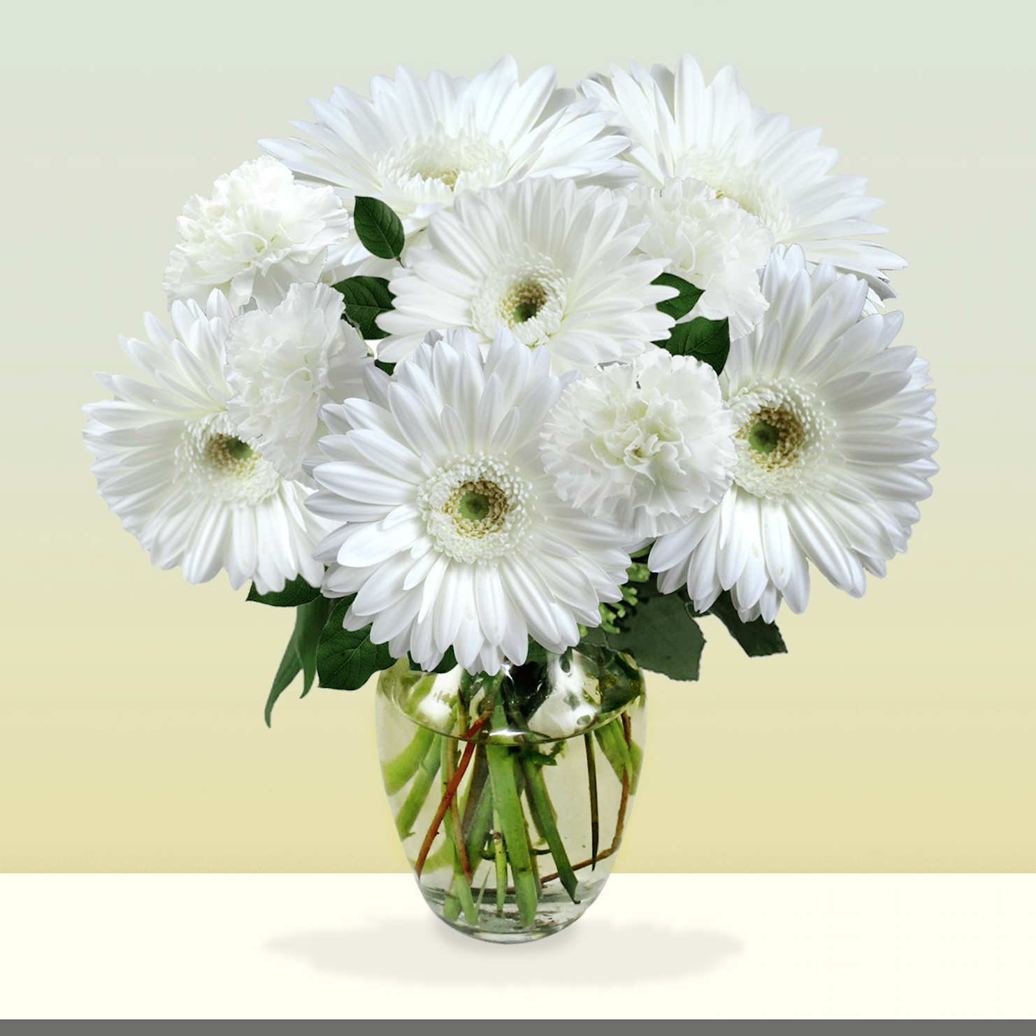 Sympathy Gerbera Daisies Avas Flowers