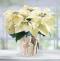 Winter White Poinsettia Plant