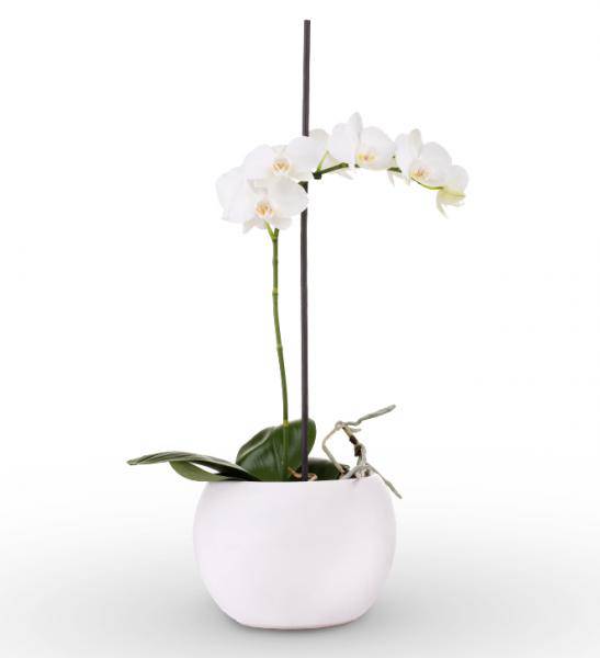White Sympathy Orchid Plant - Single Stem