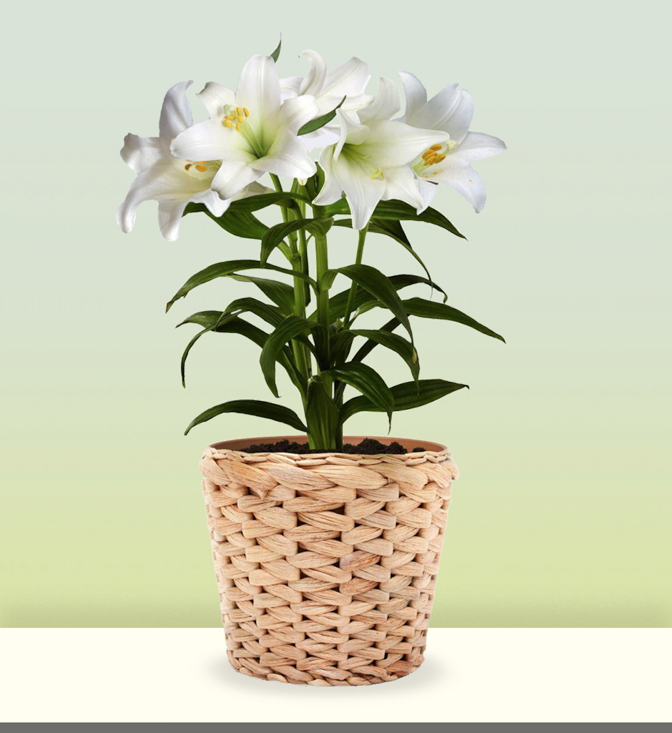 Graceful Easter Lily Plant