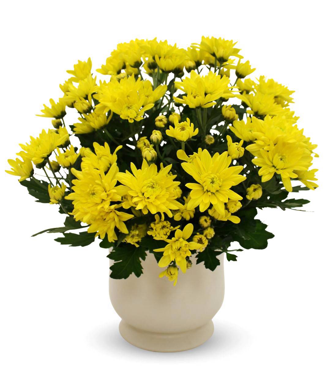Yellow Mum Plant