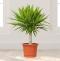 Yucca Potted Plant