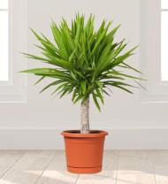 Yucca Potted Plant