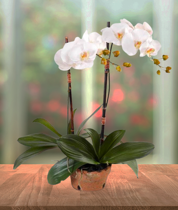 Zen Orchid Plant