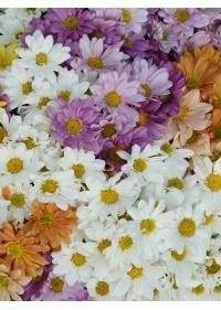 Daisy (Bellis Perennis)