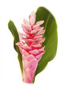 Ginger (Etlingera Elatior)