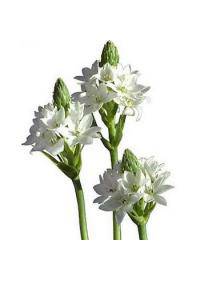 Star Of Bethlehem (Ornithogalum Umbellatum)