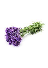 Lavender (Lavandula Spica)