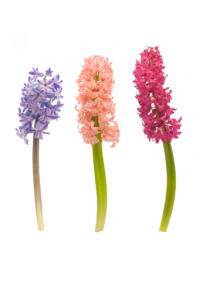 Hyacinth (Asparagaceae)