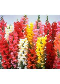 Snapdragon-Antirrhinum (Plantaginaceae)