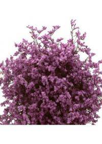 Limonium-Caspia