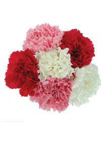 Carnation (Dianthus Caryophyllus)