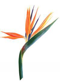 Birds Of Paradise (Strelitzia)