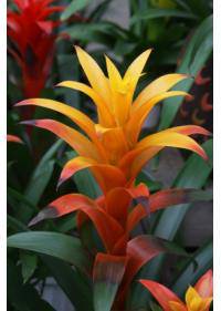 Bromeliad (Bromeliaceae)