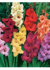 Gladiolus (Iridaceae)