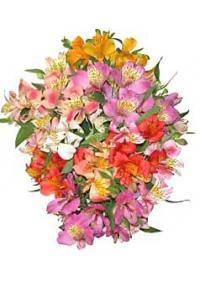 Alstroemeria (Alstroemeriaceae)