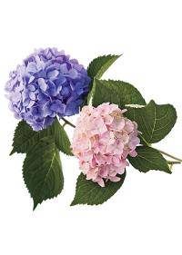 Hydrangea