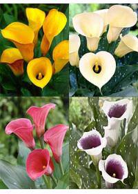 Calla Lily (Zantedeschia Aethiopica)