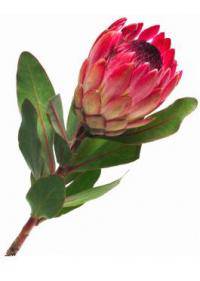 Protea (Cynaroides)