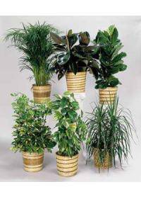 Potted Plants