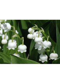 Lily Of The Valley (Convallaria Majalis)