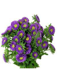 Aster (Asteraceae)