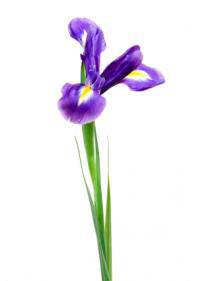 Iris (Iridaceae)