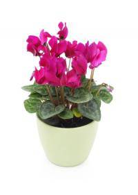 Cyclamen