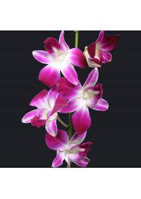 Dendrobium Orchid