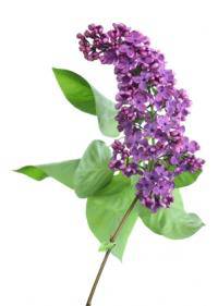 Lilac (Syringa Vulgaris)