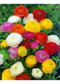 Ranunculus (Ranunculales)