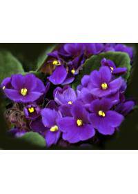 Violet-Viola (Violaceae)